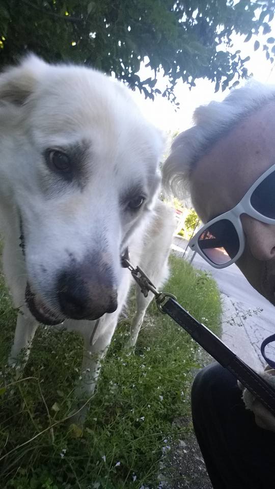 Assistenza con cani