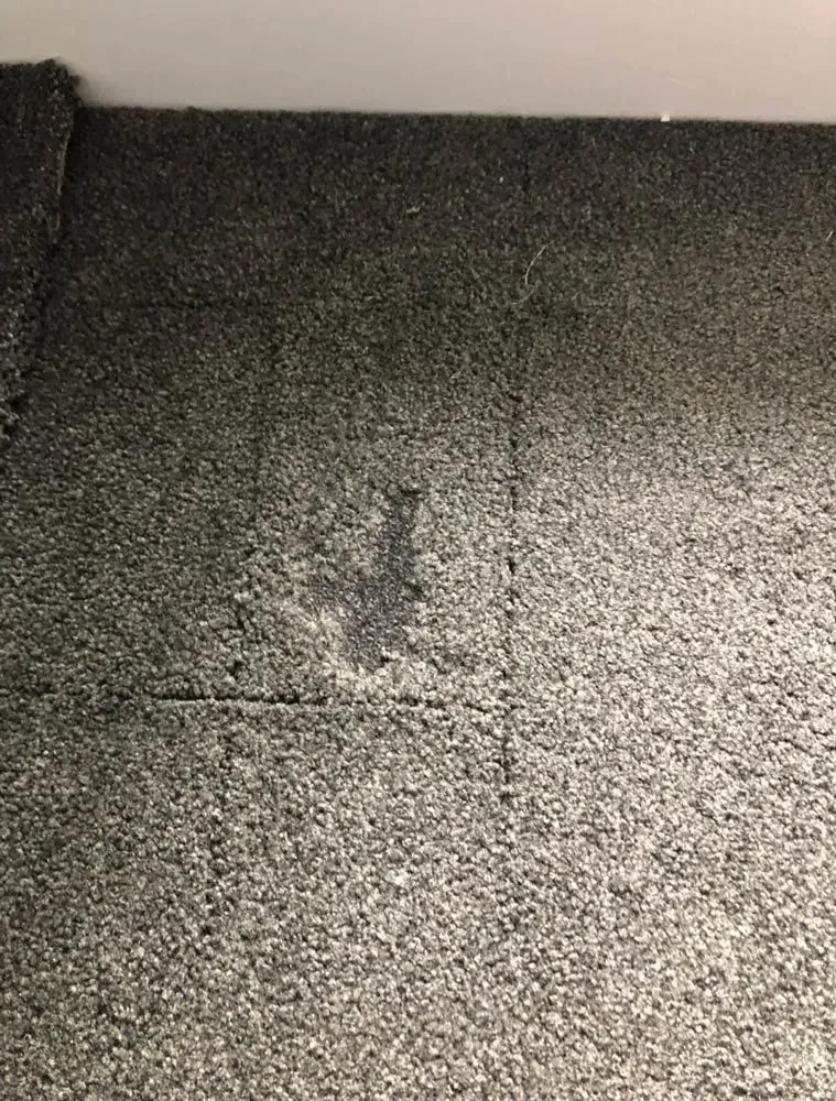 Carpet pet damage repair sydney