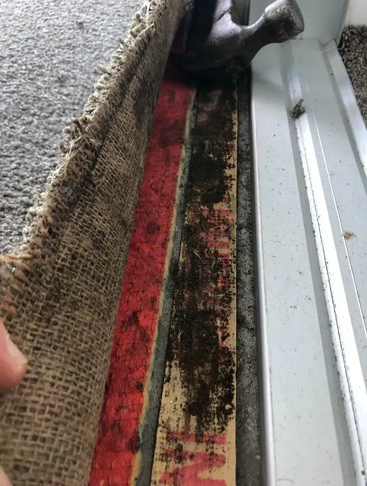Carpet water mould damange repair sydney
