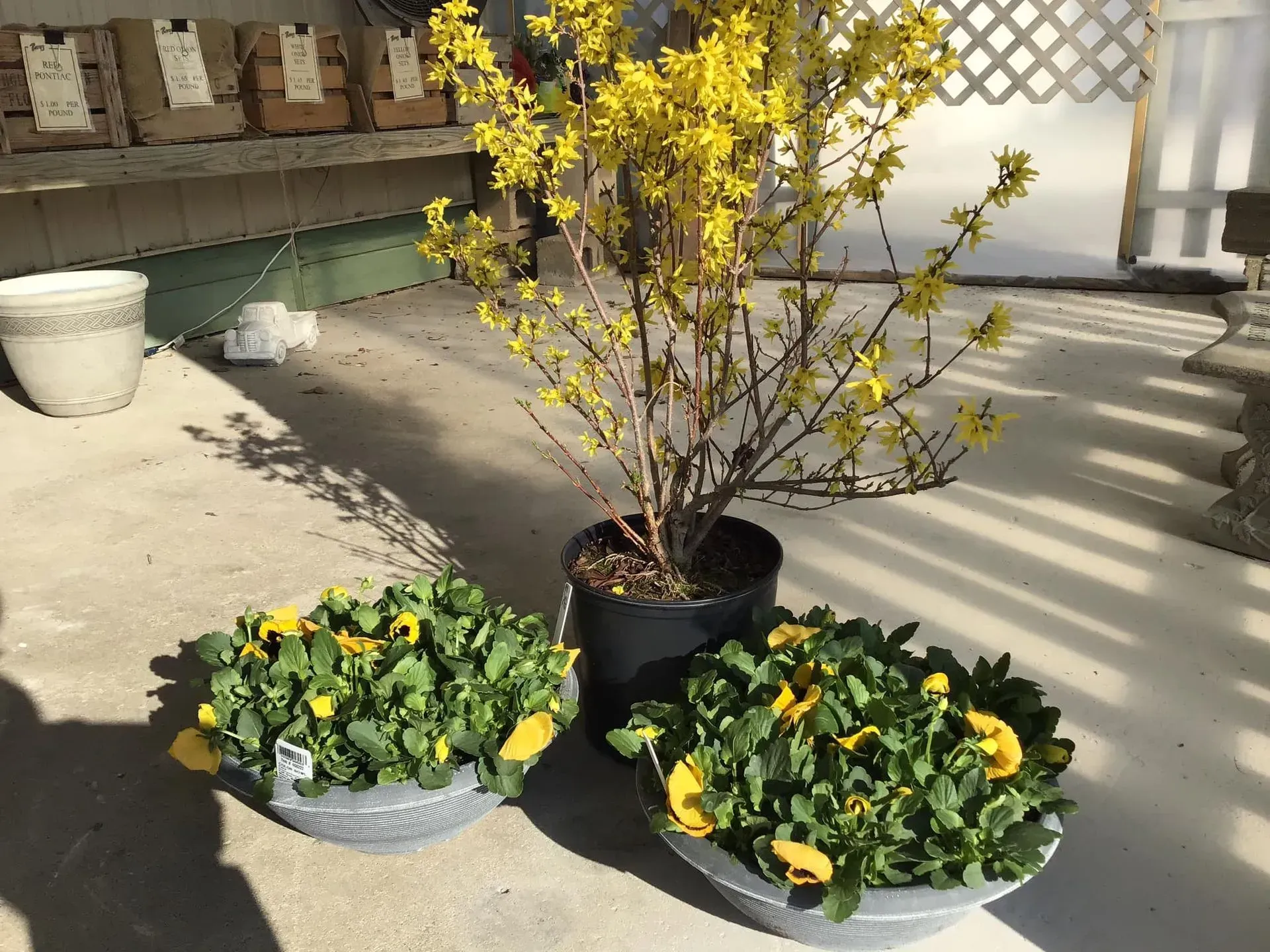 Yellow forsythia bush and two pots of yellow and green pansies on a concrete patio. Yellow forsythia bush and two pots of yellow and green pansies on a concrete patio.