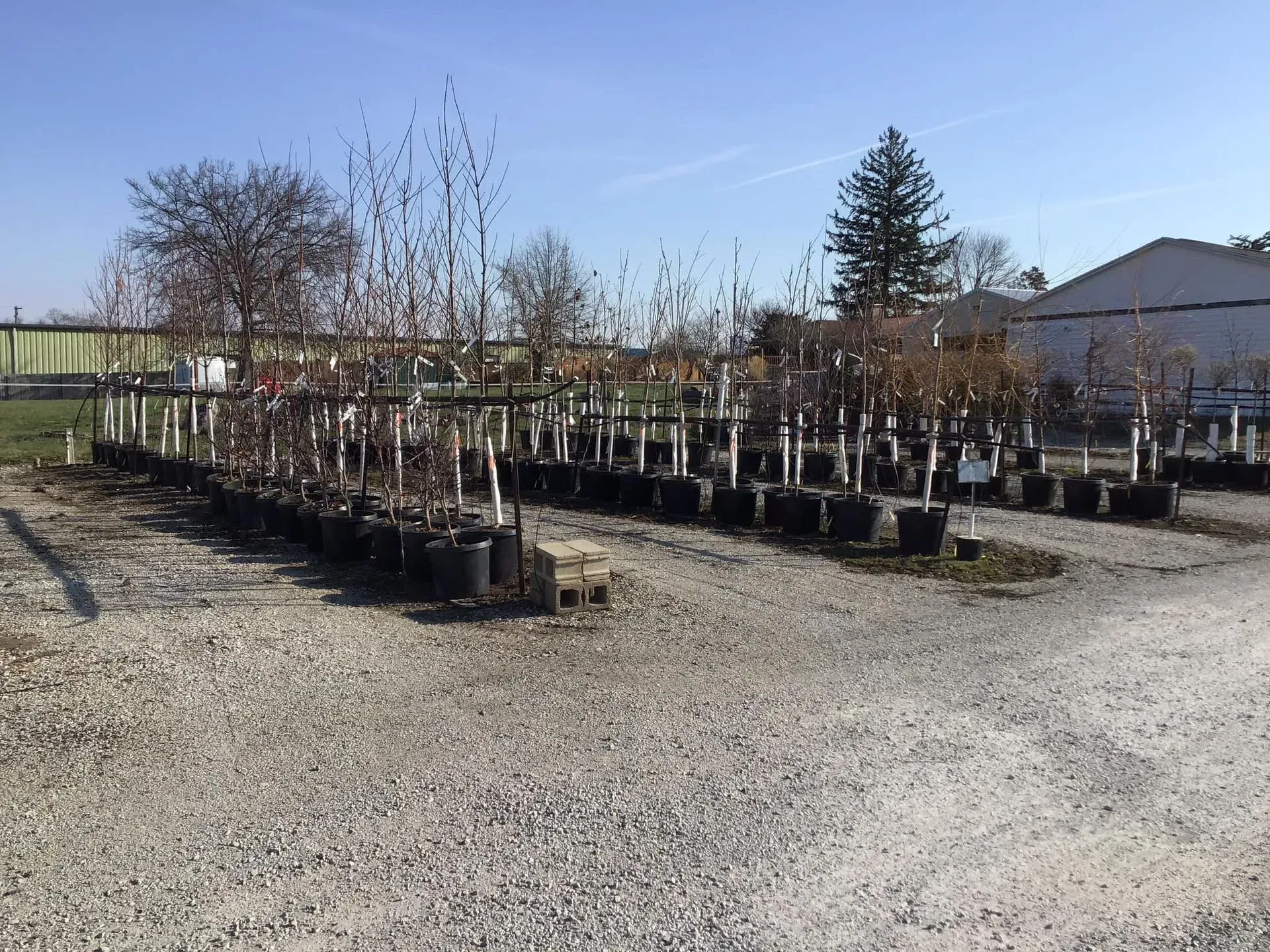 Rows of potted trees at a nursery, set on gravel. Clear sky overhead. Rows of potted trees at a nursery, set on gravel. Clear sky overhead.