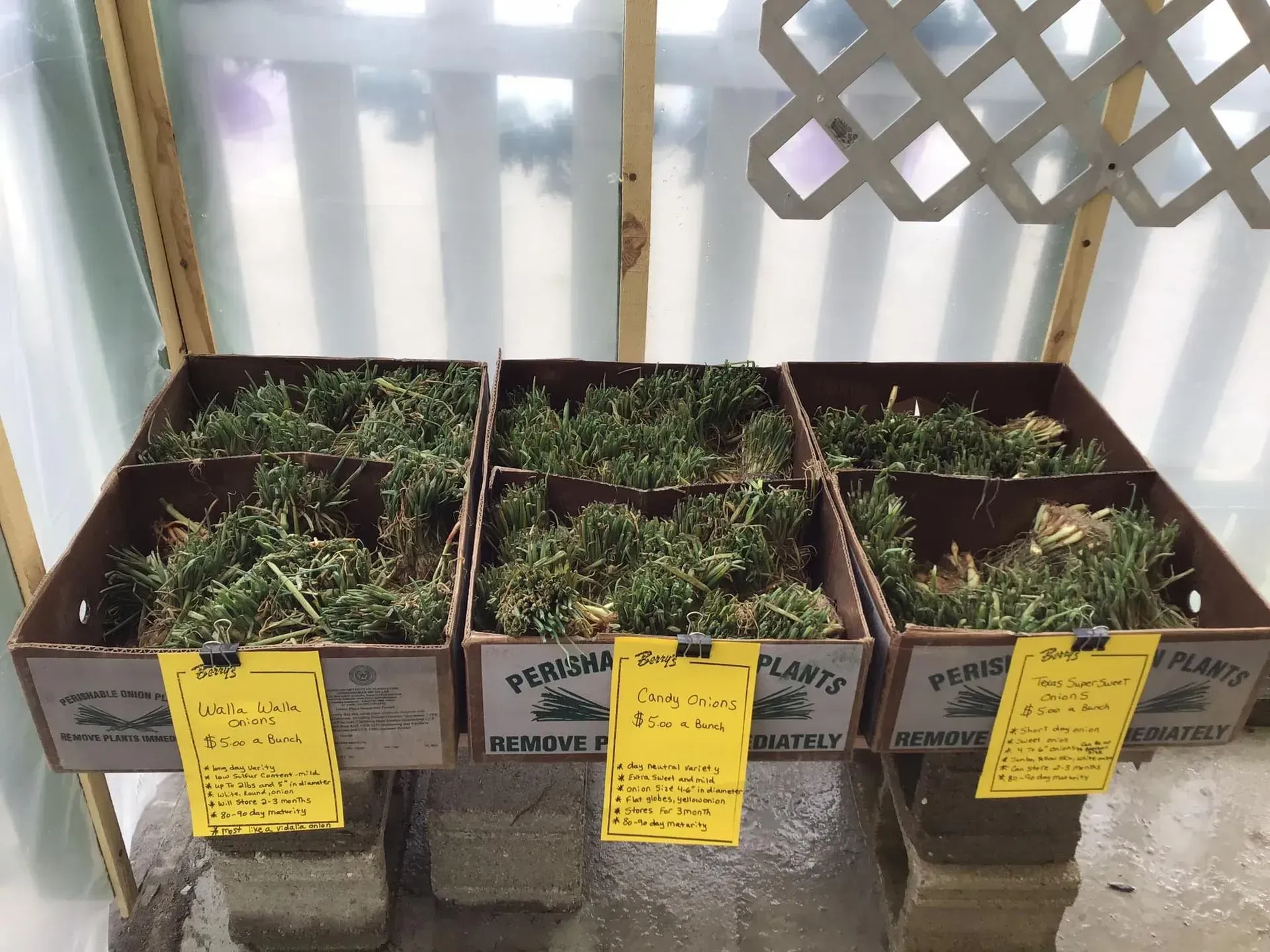 Three cardboard boxes filled with plants displayed on cinder blocks, inside a greenhouse.