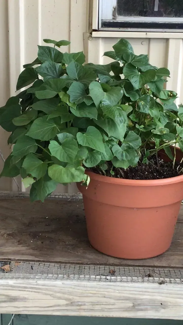 A potted plant with large green leaves sits on a wooden surface. Brown pot against a light background. A potted plant with large green leaves sits on a wooden surface. Brown pot against a light background.