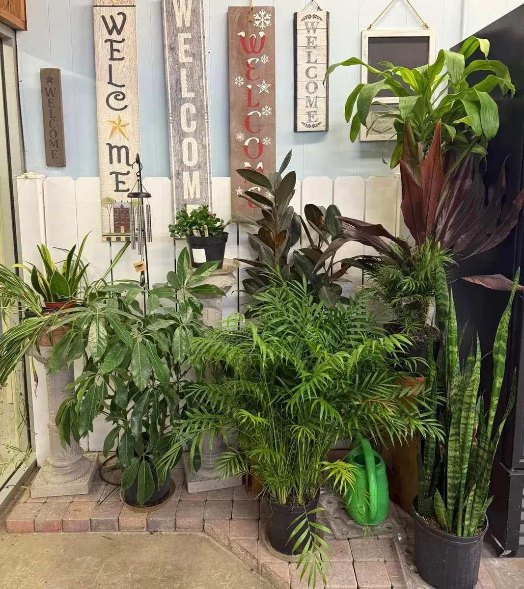 Indoor display of potted plants against a wall with welcome signs.