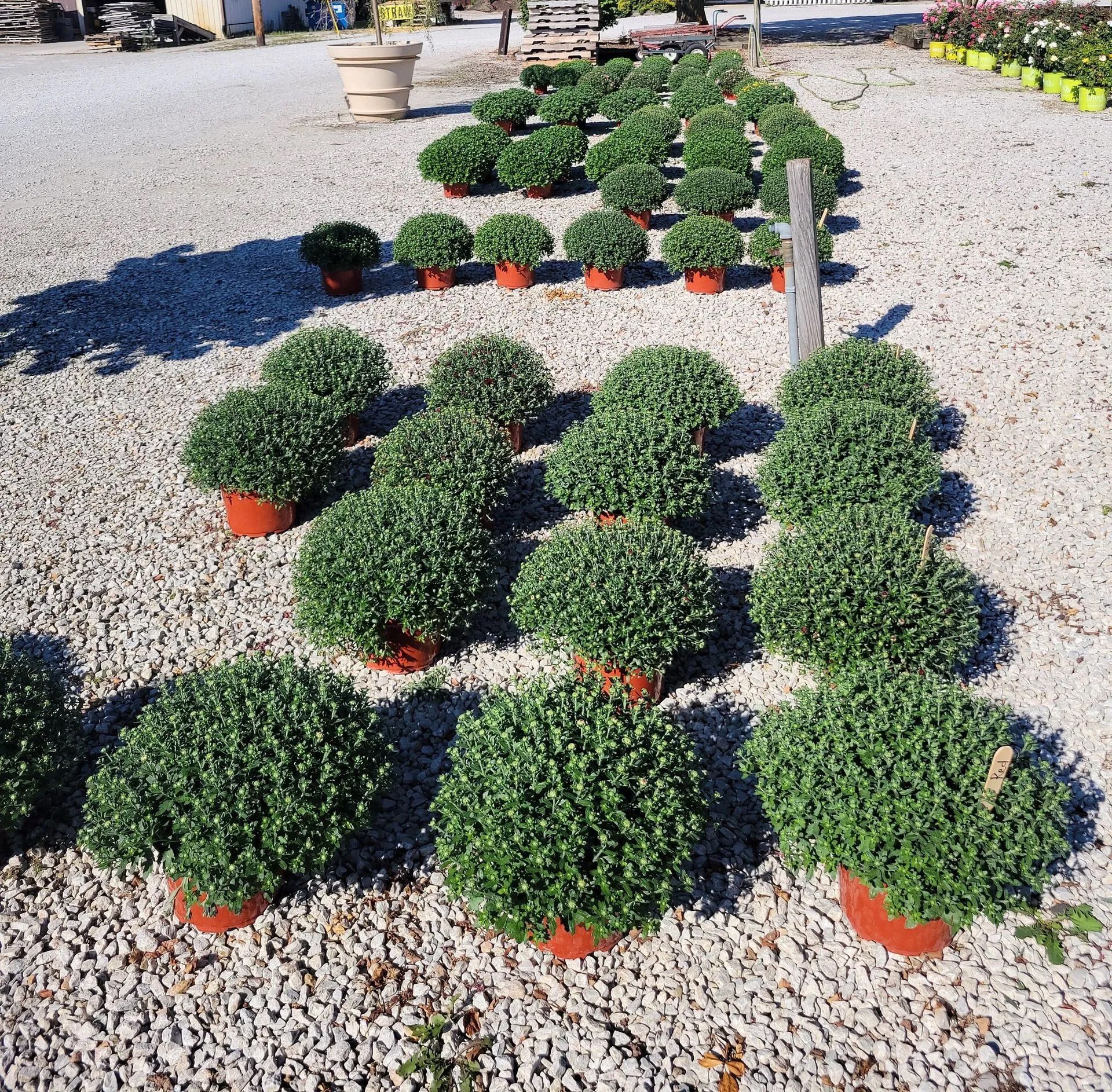 Rows of potted green shrubs in a gravel-covered outdoor space. Rows of potted green shrubs in a gravel-covered outdoor space.