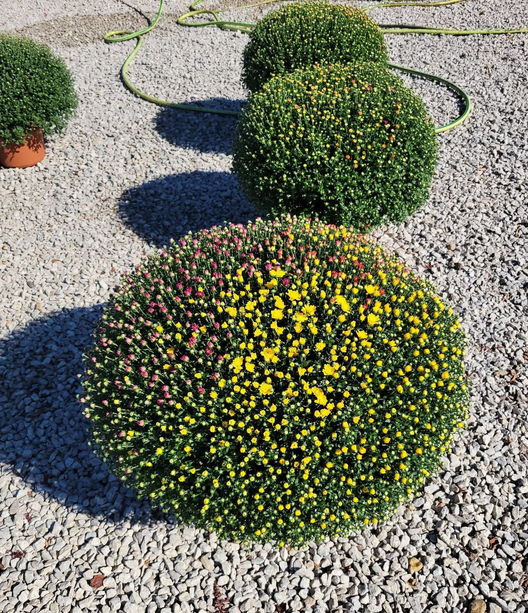 Spherical green and yellow flowering plants on gravel. Spherical green and yellow flowering plants on gravel.