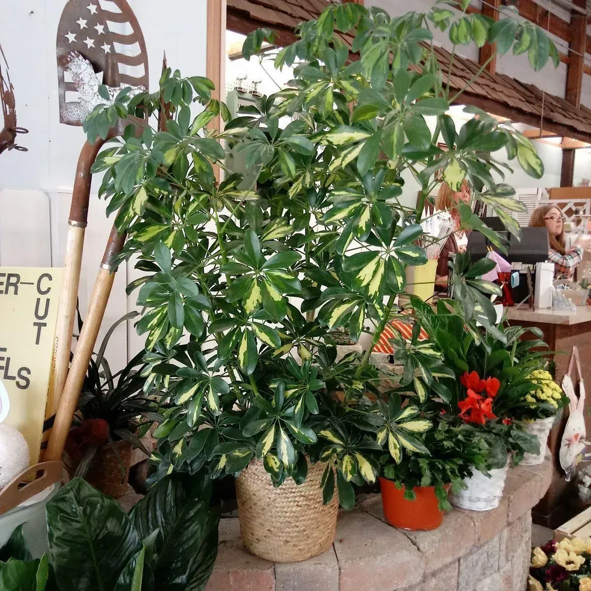 Large potted schefflera plant with green and yellow leaves, on a brick ledge.