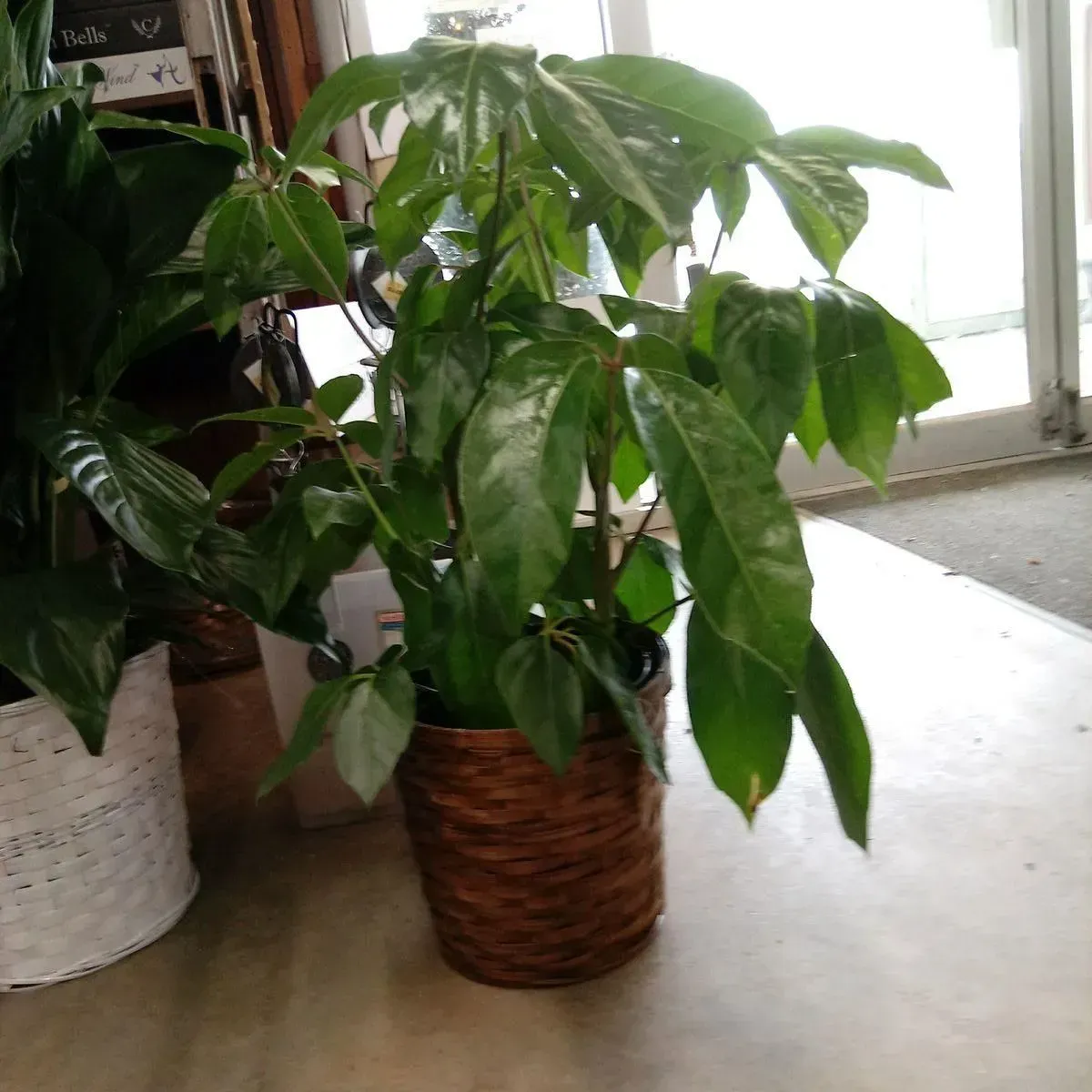 Houseplant with dark green leaves in a woven brown basket near a door.