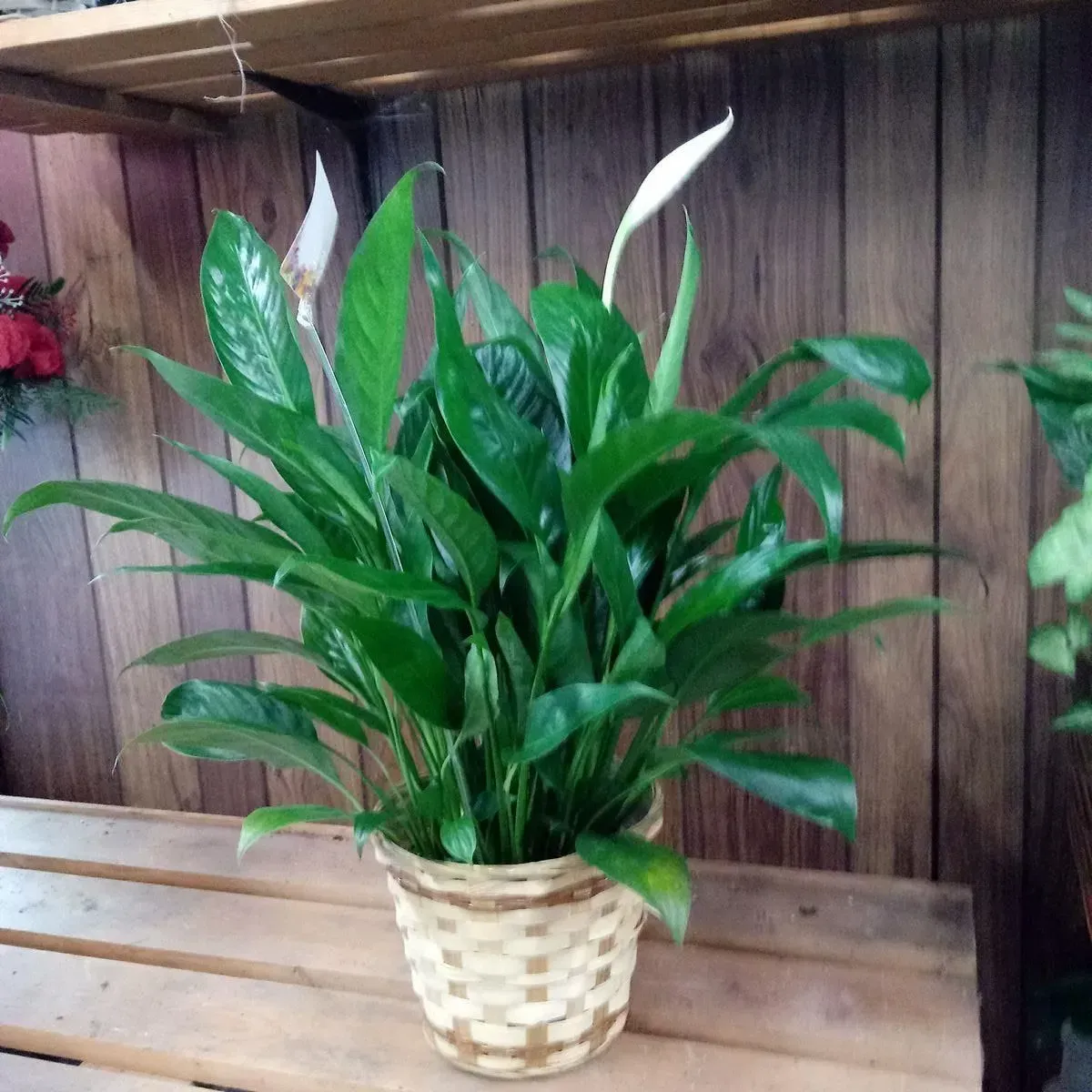 A peace lily plant in a woven basket pot, with white flowers and dark green leaves.