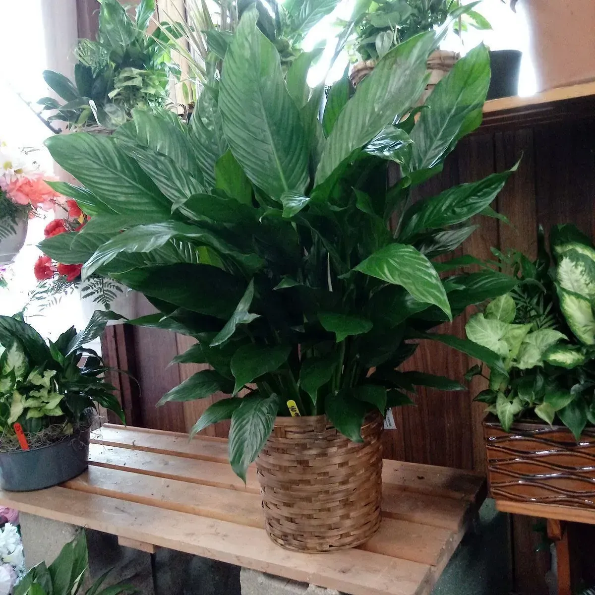 Large, leafy peace lily in a wicker basket on a wooden shelf, surrounded by other potted plants.