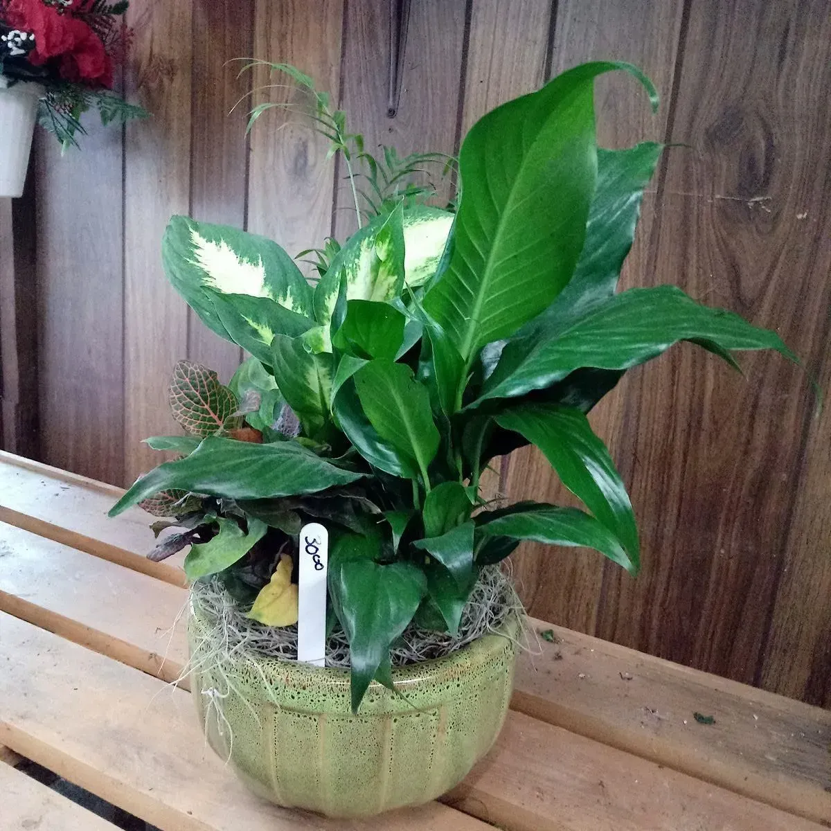 Green potted plants with white and green foliage in front of a wooden background.