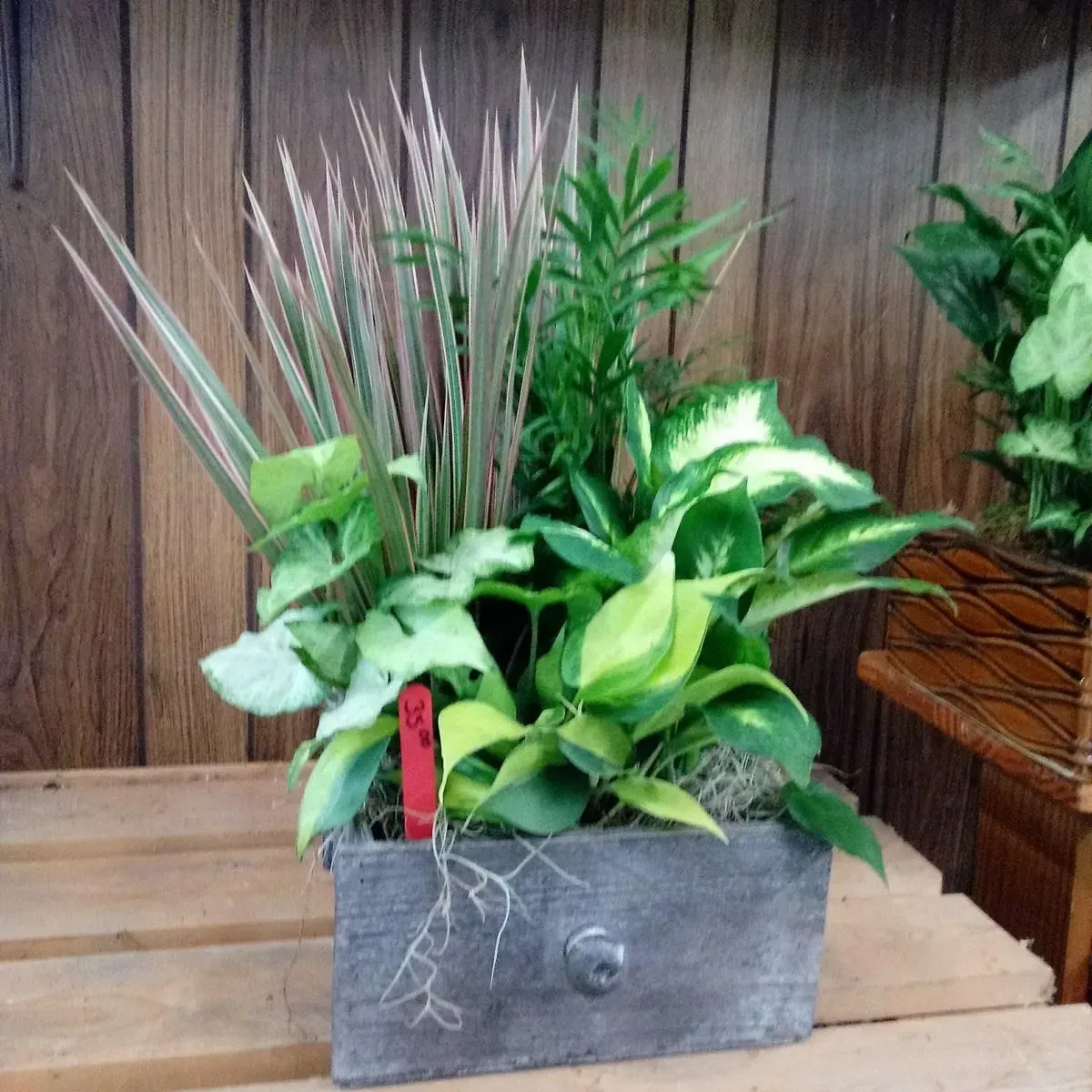 Planter box with various green plants and decorative grasses.