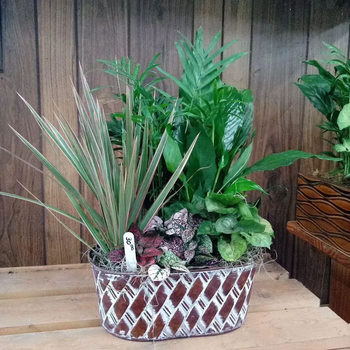 A mixed plant arrangement in a brown and white patterned basket on a wooden surface.
