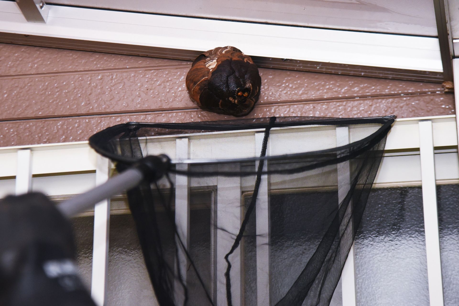 An exterminator in protective gear removes a hornet's nest.