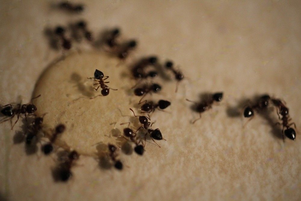 Pavement ants feeding on homemade Borax ant control solution on a kitchen counter.