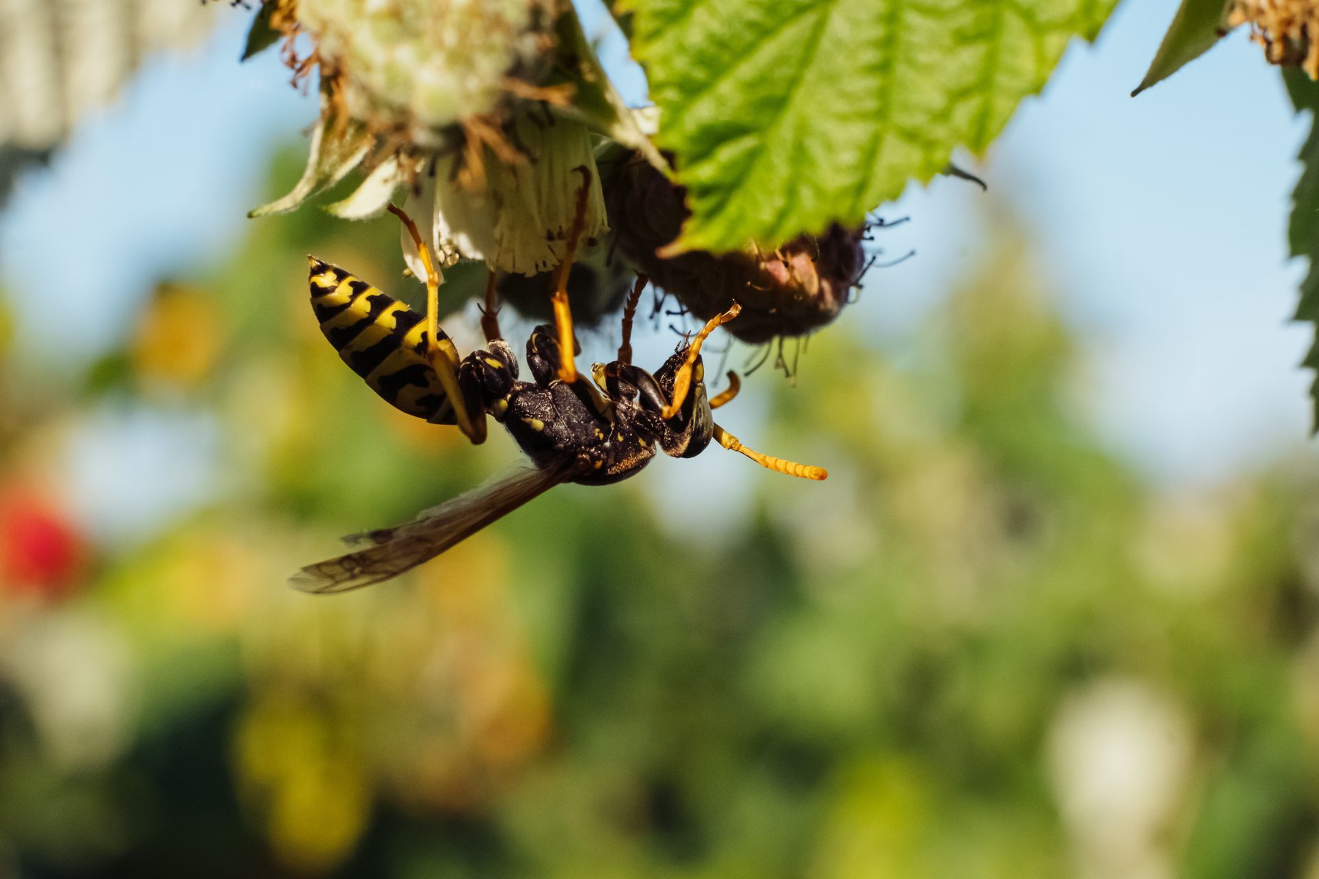 Bees collecting nectar on a vibrant green leaf.