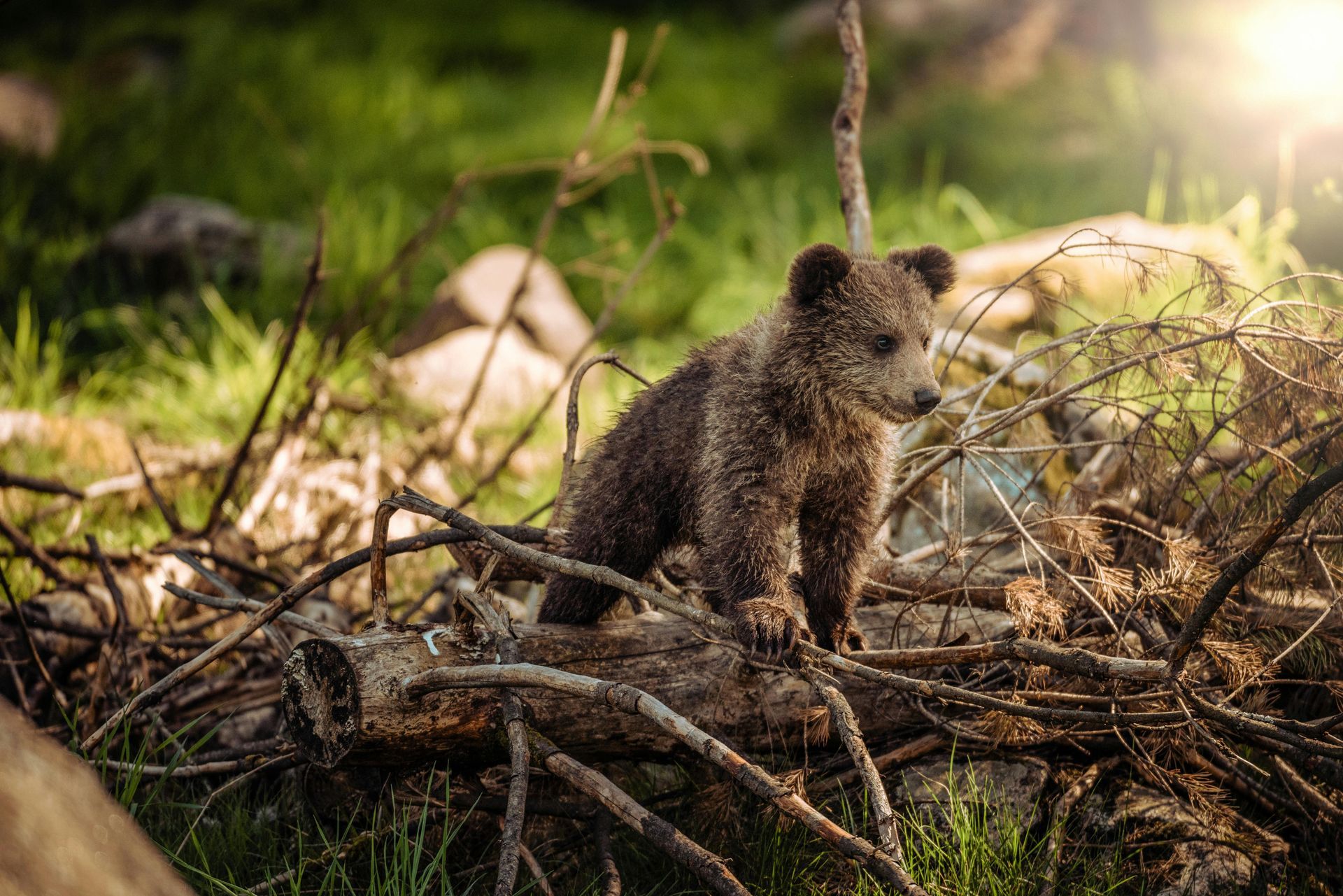 Brown bear cub on log, looking to the right. Bright sunlight, green grass, and twigs in the background.