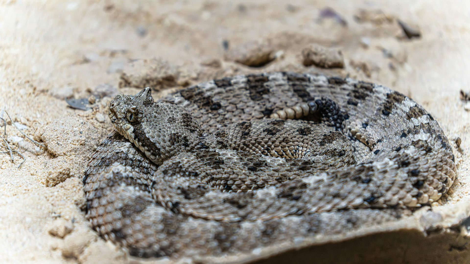 Coiled sand-colored snake with dark markings on sandy ground.