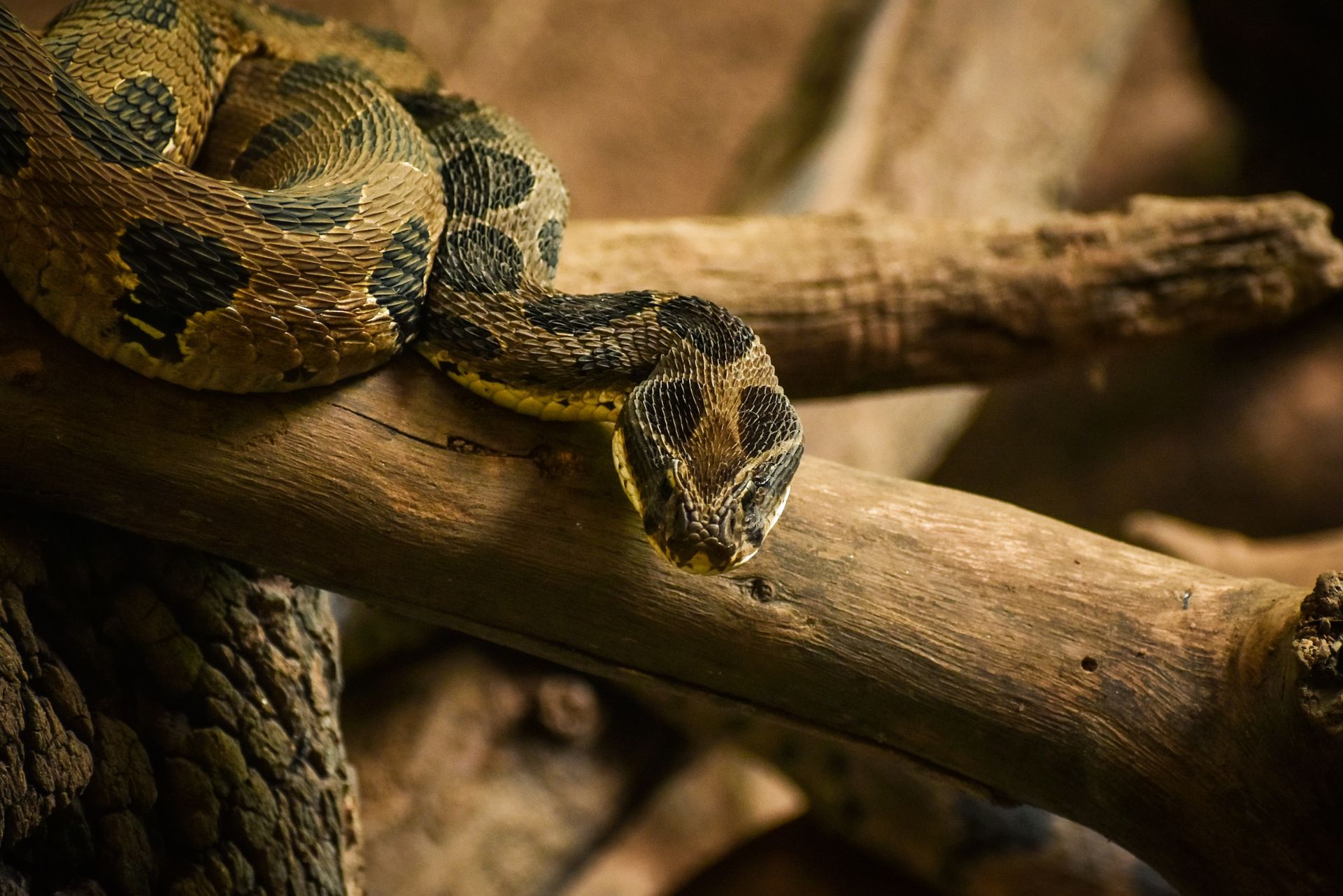 A brown and black snake coiled on a wooden surface.