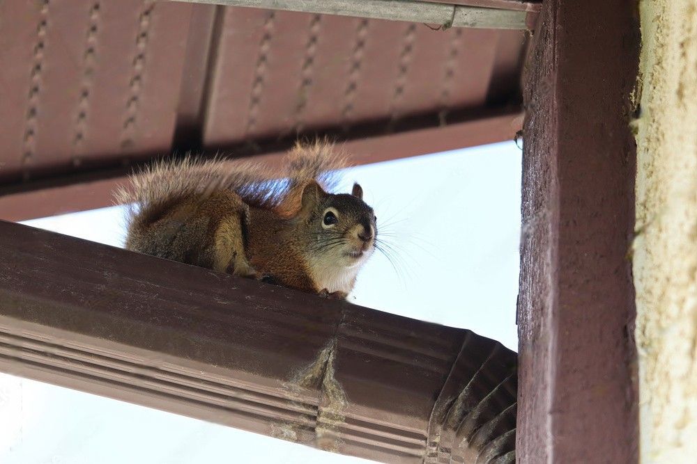 A squirrel perched on top of an eavestrough, looking around.