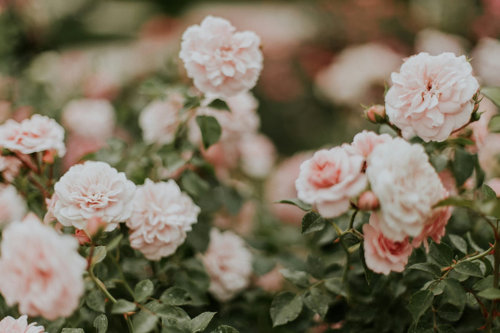 a close up of a bunch of flowers with a dark background .