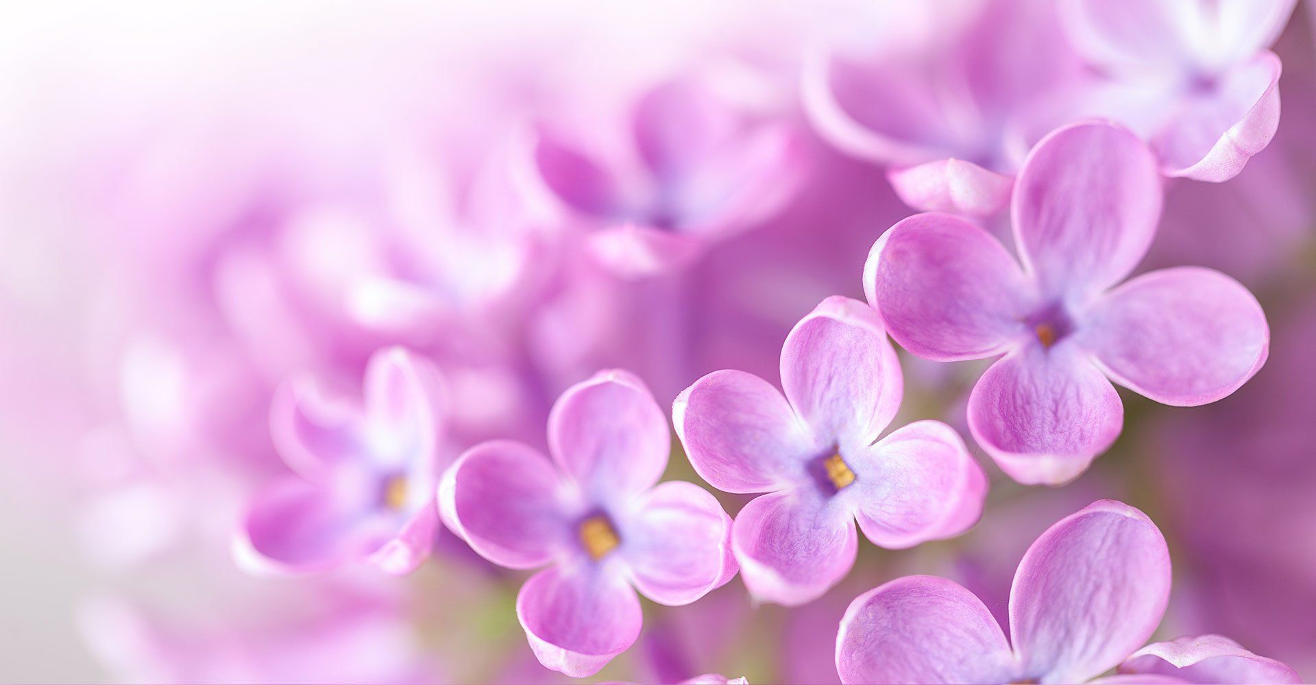 A close up of a bunch of purple flowers on a white background.