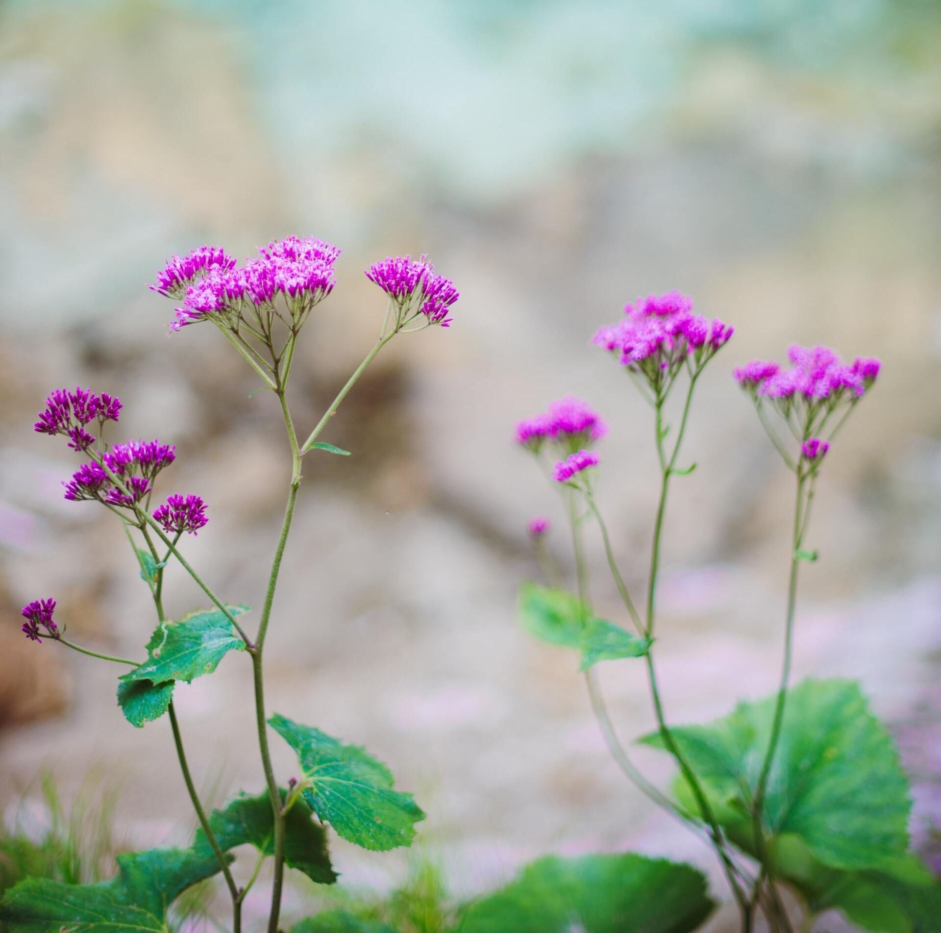 A bunch of purple flowers with green leaves