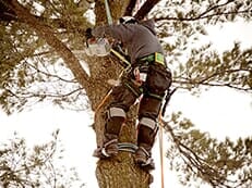 Arborist cutting branch — Tree Service in Wilmington, DE