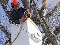 Trimming Trees — Tree Service in Wilmington, DE