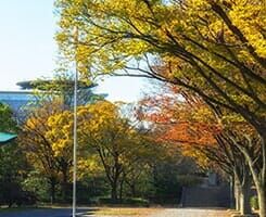 Sidewalk in the park in autumn — Tree Service in Wilmington, DE