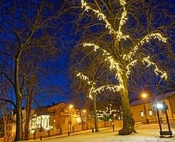 Night scene with trees — Tree Service in Wilmington, DE
