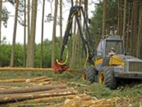 Felling of the forest — Tree Service in Wilmington, DE