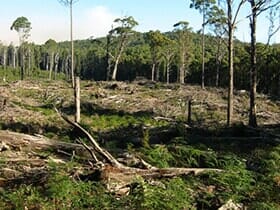 Deforestation — Tree Service in Wilmington, DE