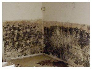 Mold Removal in Gillette, WY