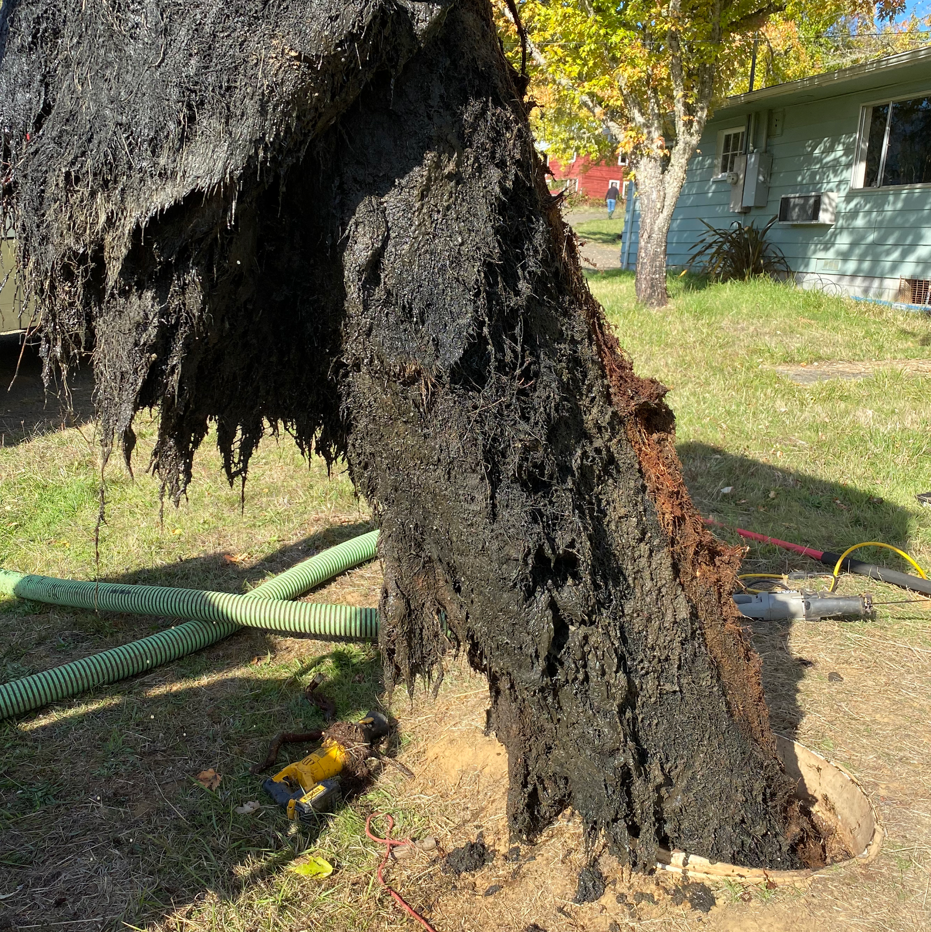 Severely burnt tree with black charred exterior and visible green hose in yard.