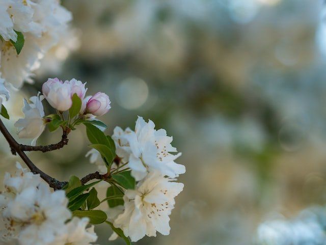 cremation services in Hebbronville, TX