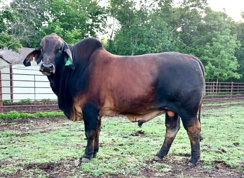 A large, muscular dark brown and black Brahman bull standing in a grassy paddock with a metal fence in the background.