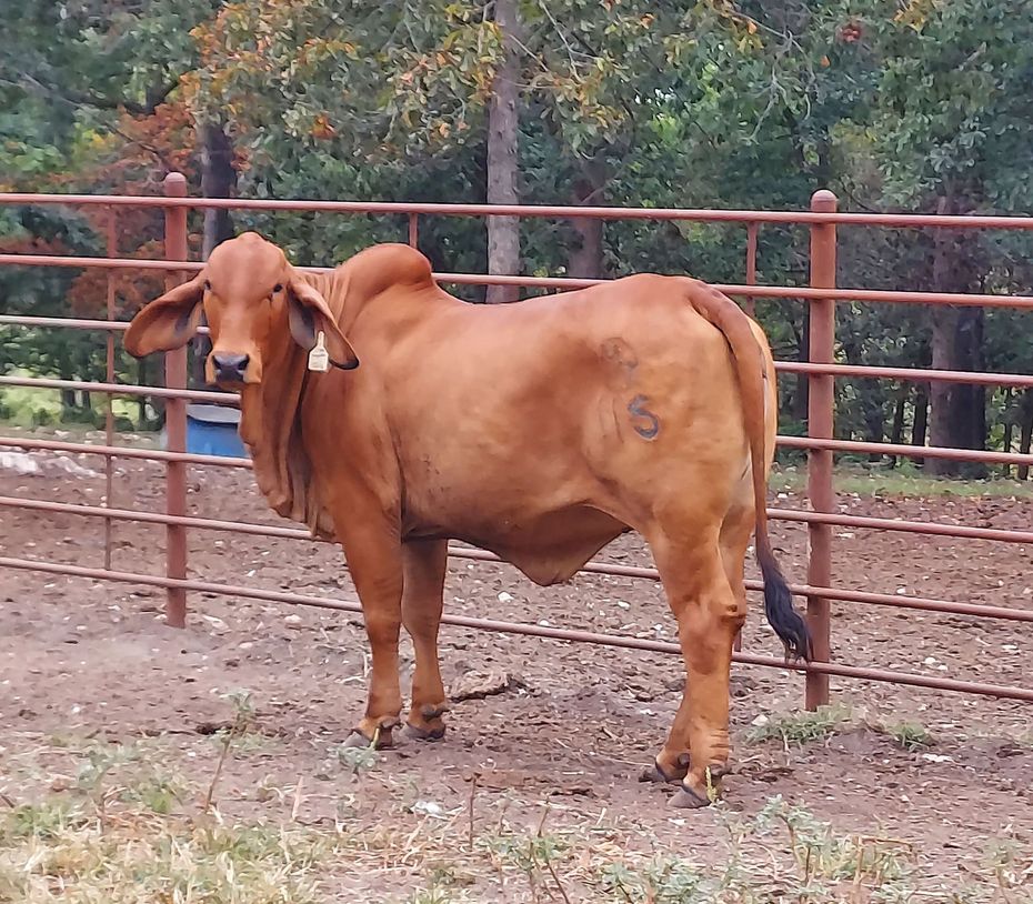 A red Brahman cow stands in a dirt pen enclosed by a metal pipe fence with trees in the background.