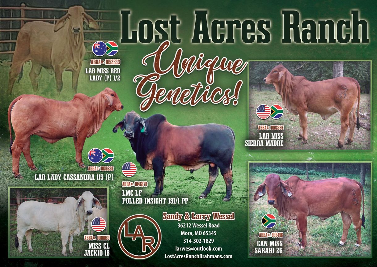 Promotional flyer for Lost Acres Ranch featuring photos of various Brahman cattle and ranch contact information.