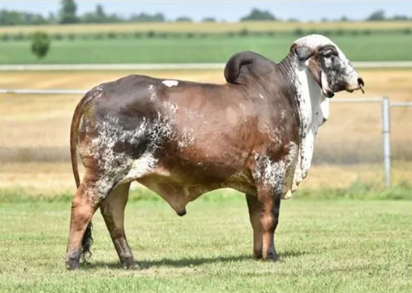 A brown and white Brahman bull with a large hump, standing in a grassy field.