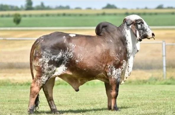 A brown and white Brahman bull with a large hump, standing in a grassy field.