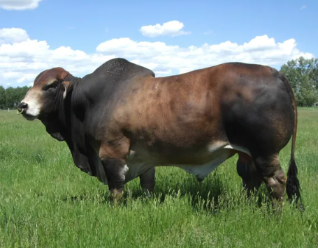 A brown and black Brahman bull with a prominent hump standing in a grassy field under a blue sky with clouds.
