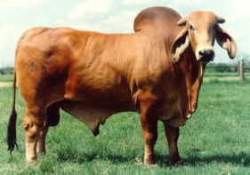 A black Brangus bull with a prominent hump standing in a grassy field enclosed by a metal fence.