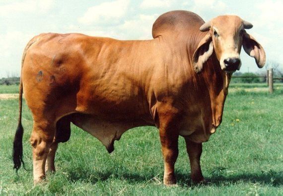 Two light brown calves with prominent ears and blue ear tags stand in a fenced, grassy outdoor pen.