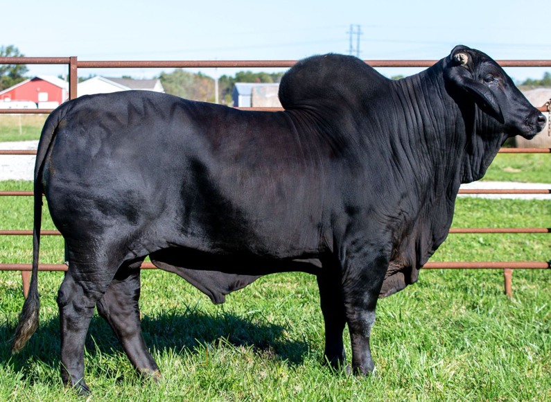 A black Brangus bull with a prominent hump standing in a grassy field enclosed by a metal fence.