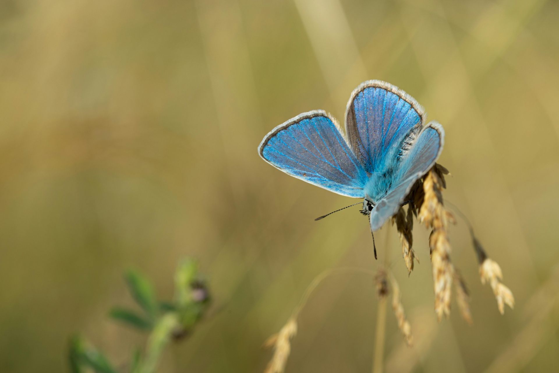 A vibrant blue butterfly perched on a dry, wispy grass stalk against a soft, blurred natural background.