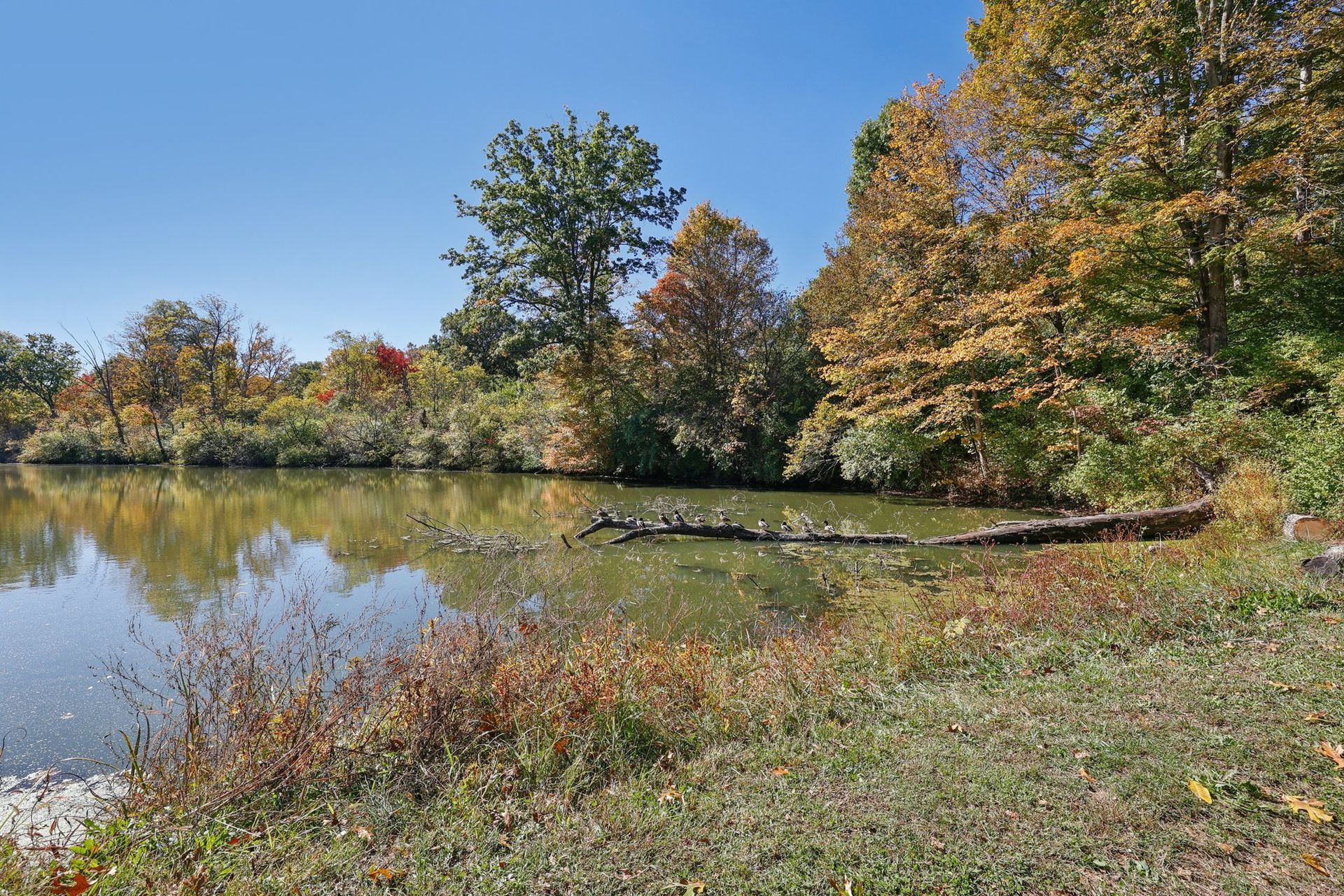 A lake surrounded by trees with fall foliage; clear blue sky.