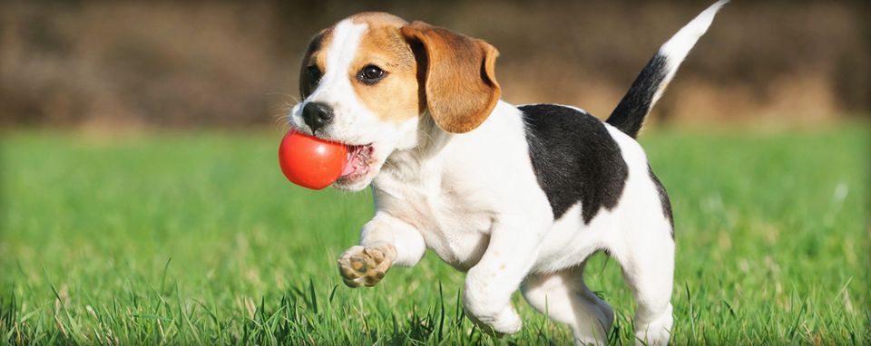puppy running with ball in mouth