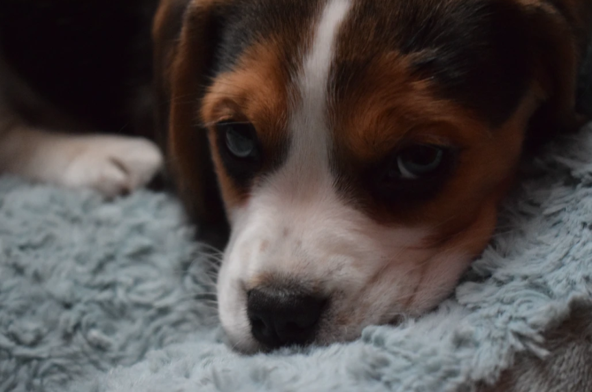 Puppies 101: Everything You Need to Know For Your New Puppy