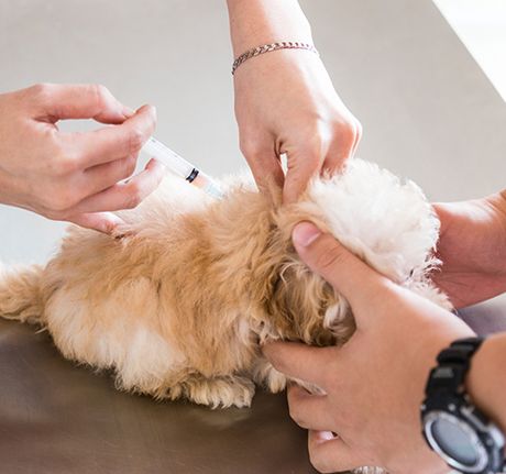 Pet Vaccinations Bryan, College Station, Brenham, Hearne, Caldwell, Madisonville, Chapel Hill & Navasota, TX